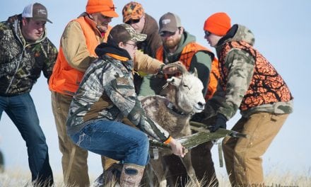 Nebraska bighorn sheep receive new monitoring devices