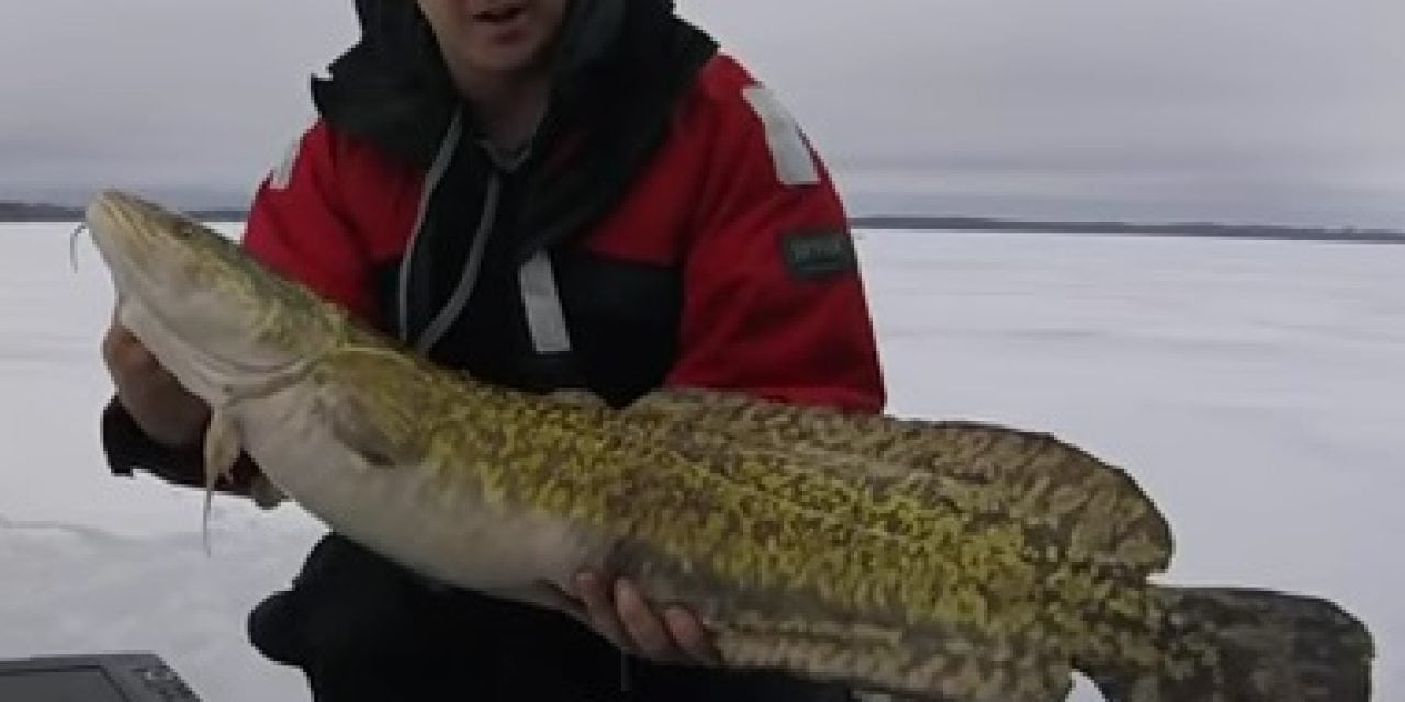 Ontario Record Burbot (Ling or Ling cod) and To Be Submitted To The IGFA