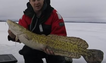 Ontario Record Burbot (Ling or Ling cod) and To Be Submitted To The IGFA