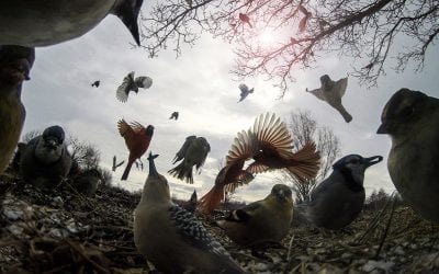 Photo Of The Day By Diana Kae