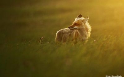 Photo Of The Day By Jean-Simon Bégin