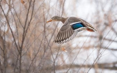 Photo Of The Day By Penny Meyers