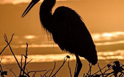 Photo Of The Day By Robert Kaplan