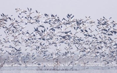 Photo Of The Day By Vaibhav Tripathi