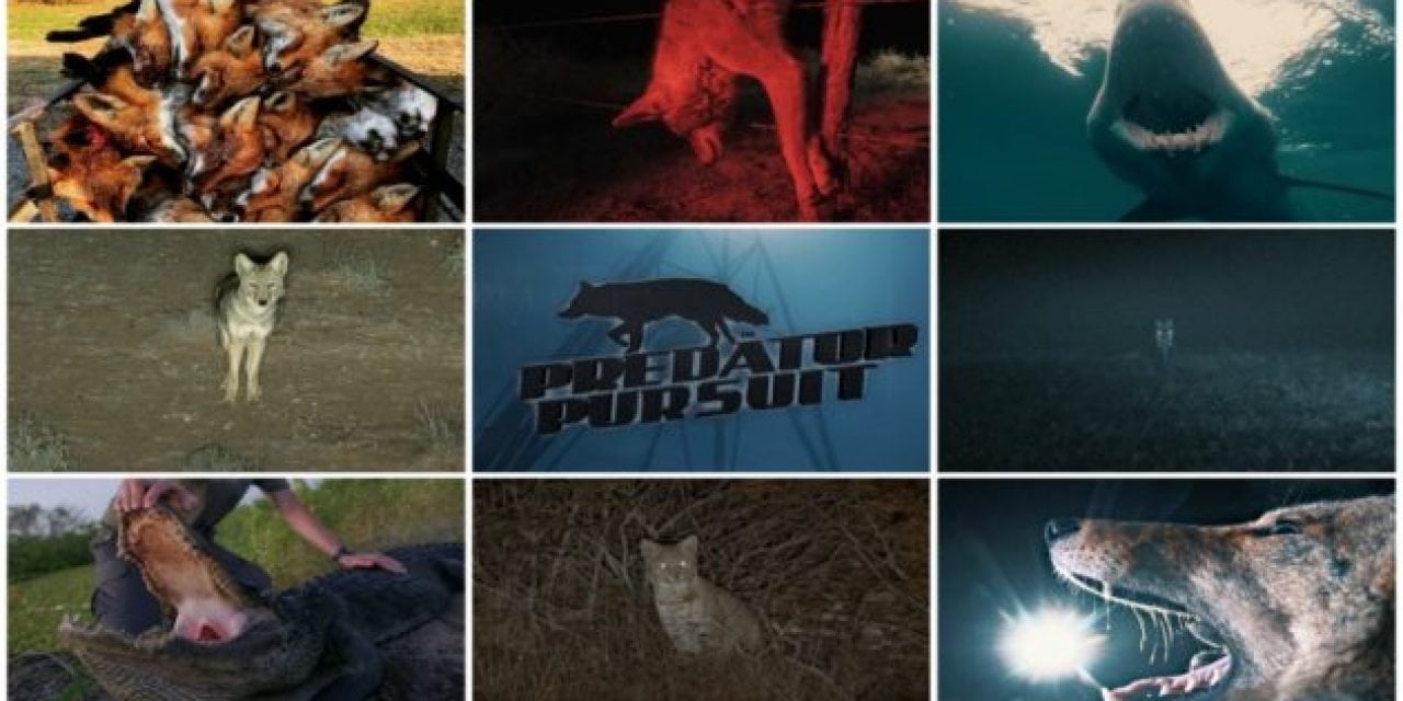 Predator Pursuit Season 6 Will Have Predator Hunters Begging For More