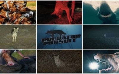 Predator Pursuit Season 6 Will Have Predator Hunters Begging For More