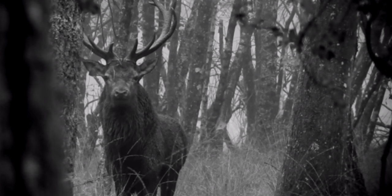 Red Stag Engages in Staredown as Hunt Comes to an Emotional End