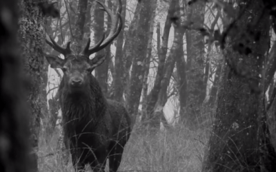 Red Stag Engages in Staredown as Hunt Comes to an Emotional End