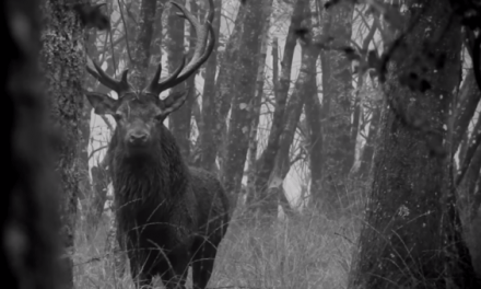 Red Stag Engages in Staredown as Hunt Comes to an Emotional End