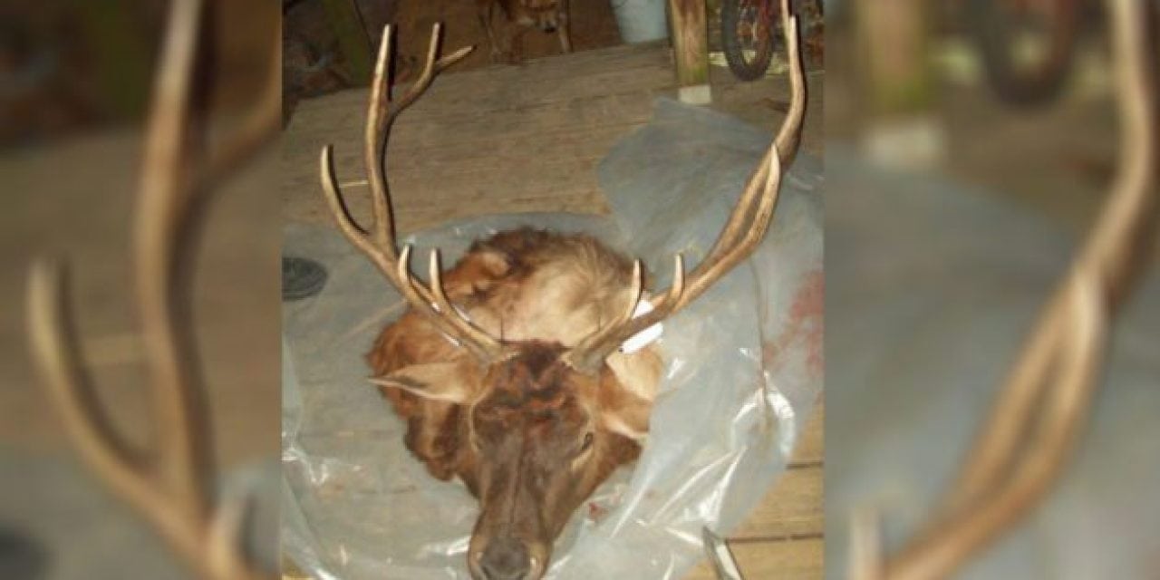Reward Offer Leads to Arrests in Oklahoma Elk Poaching Case