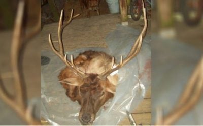 Reward Offer Leads to Arrests in Oklahoma Elk Poaching Case