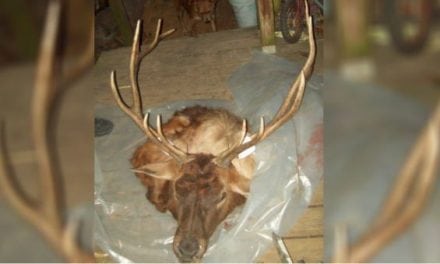 Reward Offer Leads to Arrests in Oklahoma Elk Poaching Case