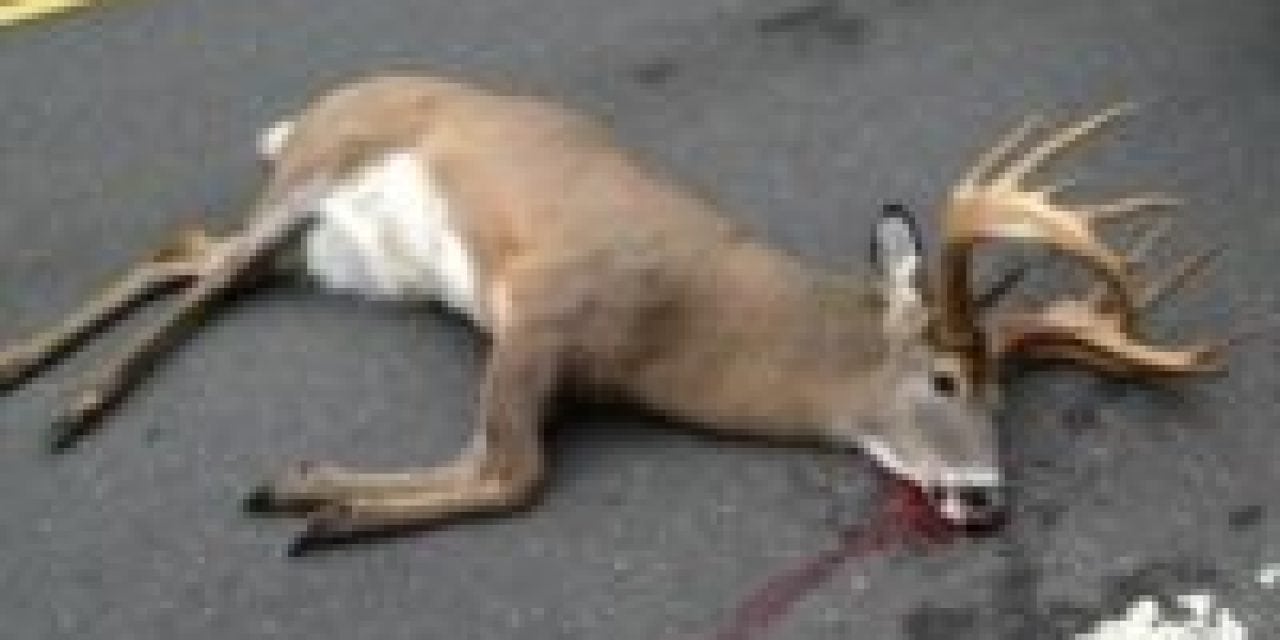 Roadkill Deer: Legal or Not, Think Twice Before You Pickup