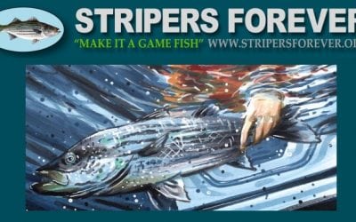 Stripers Forever Fund-Raising Auction