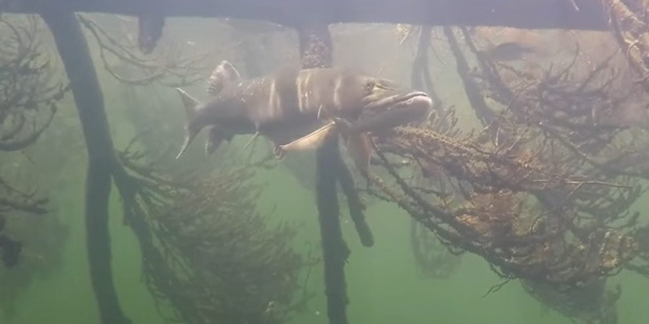 Super Clear Muskie Underwater Video Footage