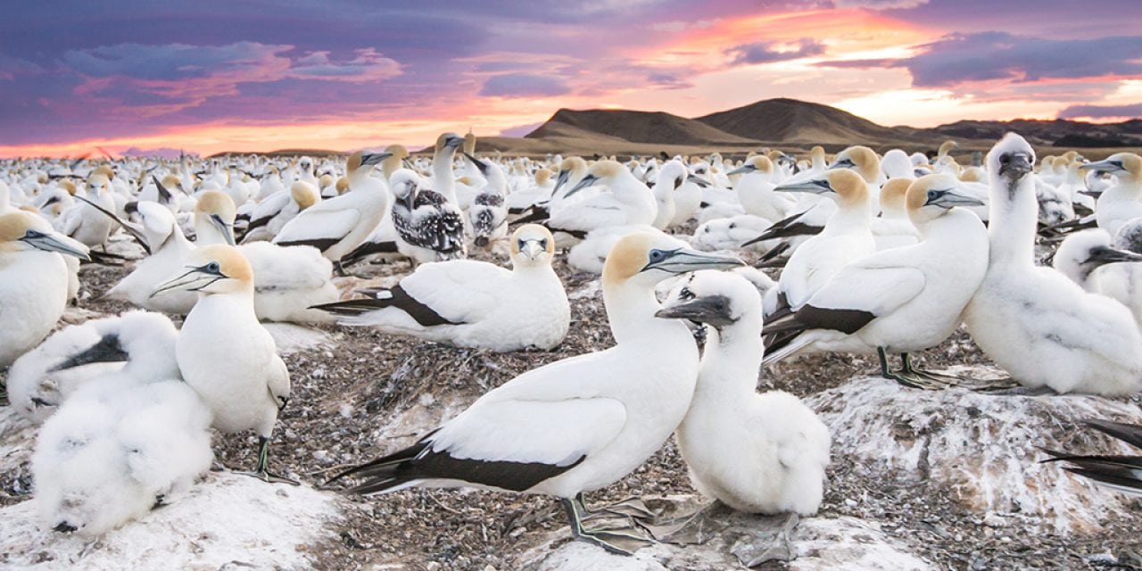 The Colony At The Edge Of The World