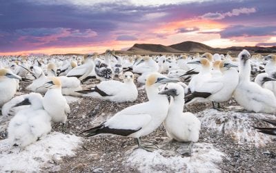The Colony At The Edge Of The World
