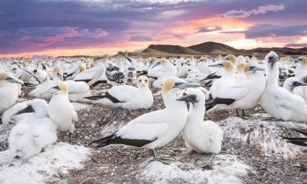 The Colony At The Edge Of The World