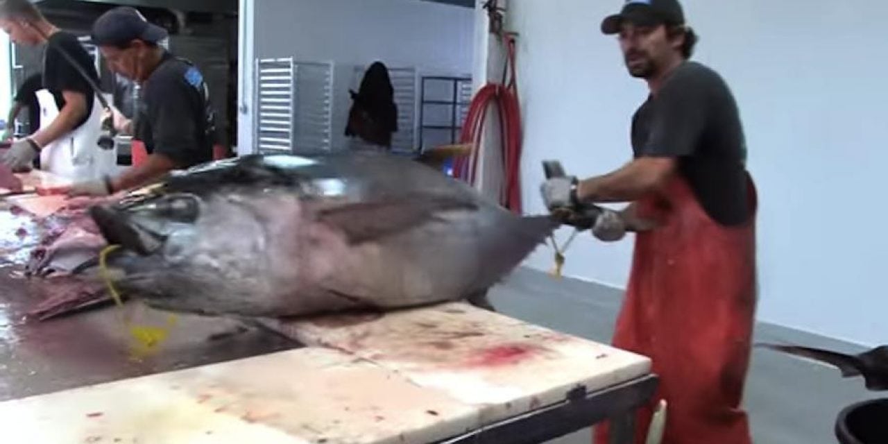 This Guy Fillets a 150-Pound Tuna in 2 Minutes Flat