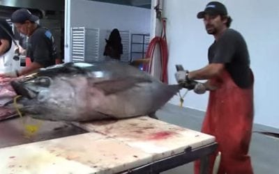 This Guy Fillets a 150-Pound Tuna in 2 Minutes Flat