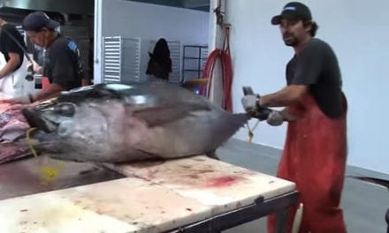 This Guy Fillets a 150-Pound Tuna in 2 Minutes Flat