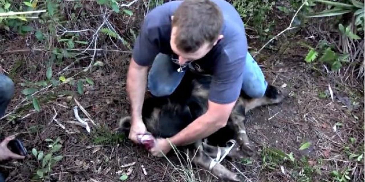 This is What It Means to Turn a Boar Hog Into a Bar Hog