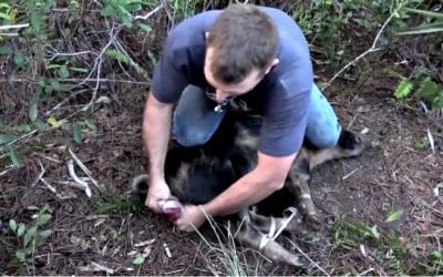 This is What It Means to Turn a Boar Hog Into a Bar Hog