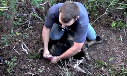 This is What It Means to Turn a Boar Hog Into a Bar Hog