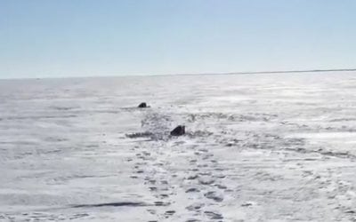 ULTIMATE TIP UPS Are New And Selling Out