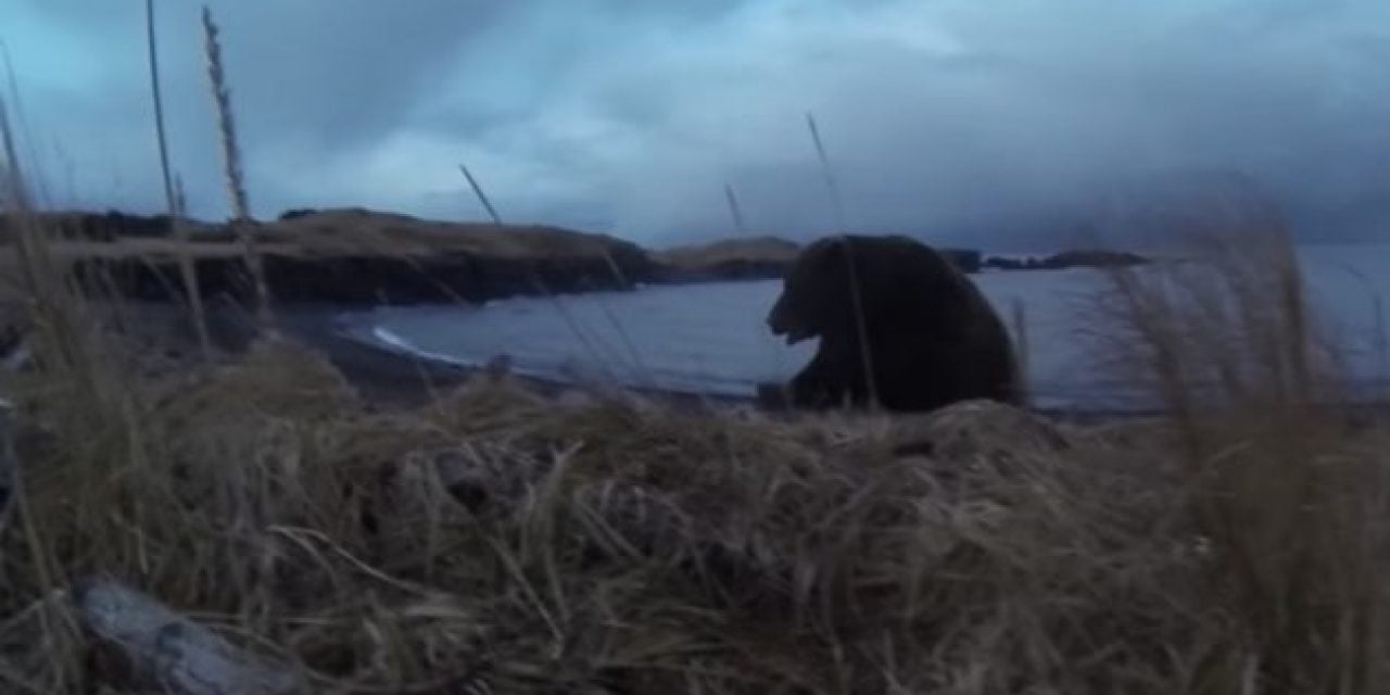 Unbelievable Footage of a Charging Kodiak Bear