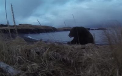 Unbelievable Footage of a Charging Kodiak Bear