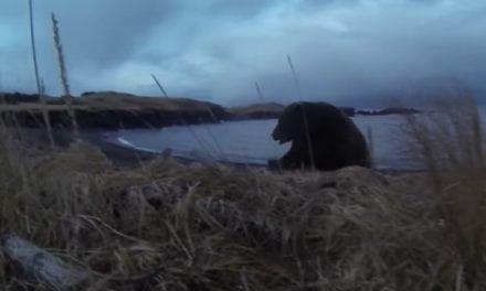 Unbelievable Footage of a Charging Kodiak Bear