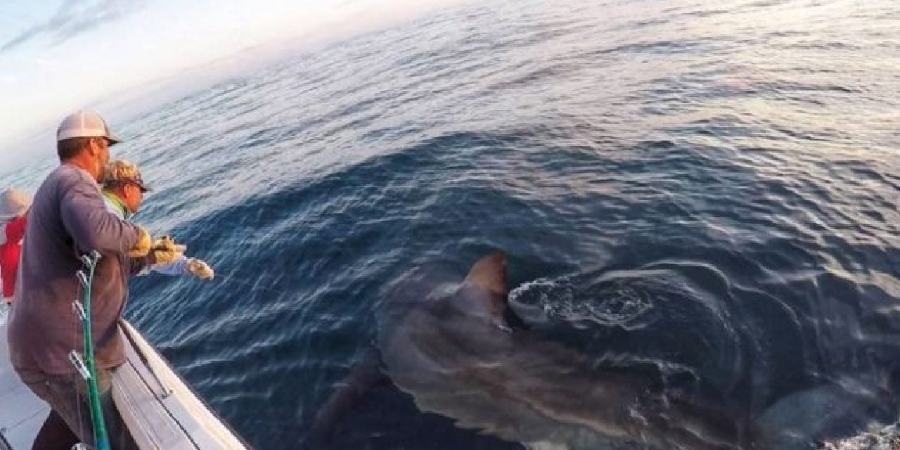 Video: 3,000-Pound Great White Shark Caught Out of South Carolina’s Hilton Head