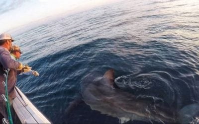 Video: 3,000-Pound Great White Shark Caught Out of South Carolina’s Hilton Head