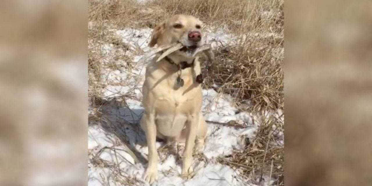 Video: Dog Hunting for Shed Antlers Is Pure Beauty in Motion