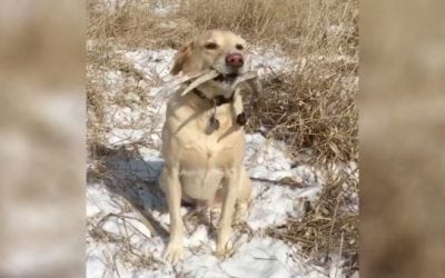 Video: Dog Hunting for Shed Antlers Is Pure Beauty in Motion