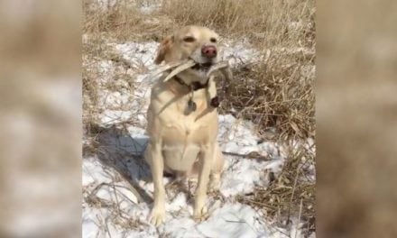 Video: Dog Hunting for Shed Antlers Is Pure Beauty in Motion