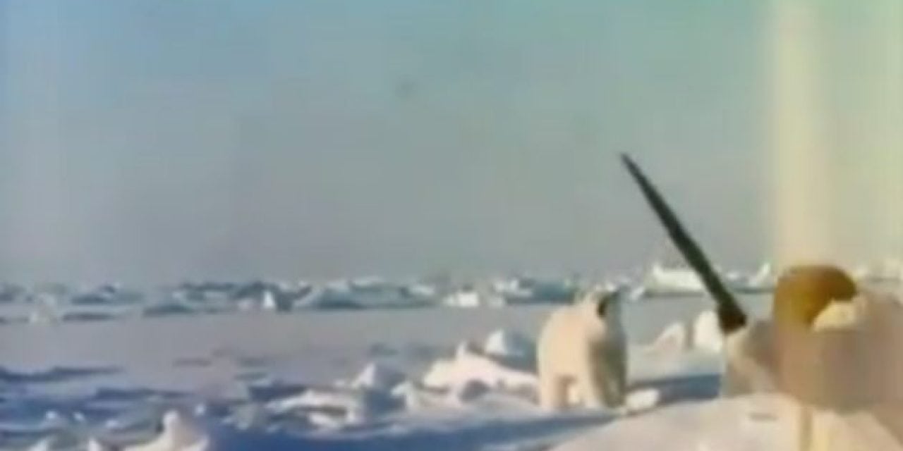 Video: Fred Bear Takes Polar Bear with Recurve