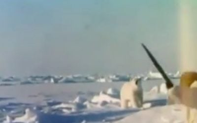 Video: Fred Bear Takes Polar Bear with Recurve