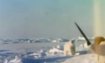 Video: Fred Bear Takes Polar Bear with Recurve