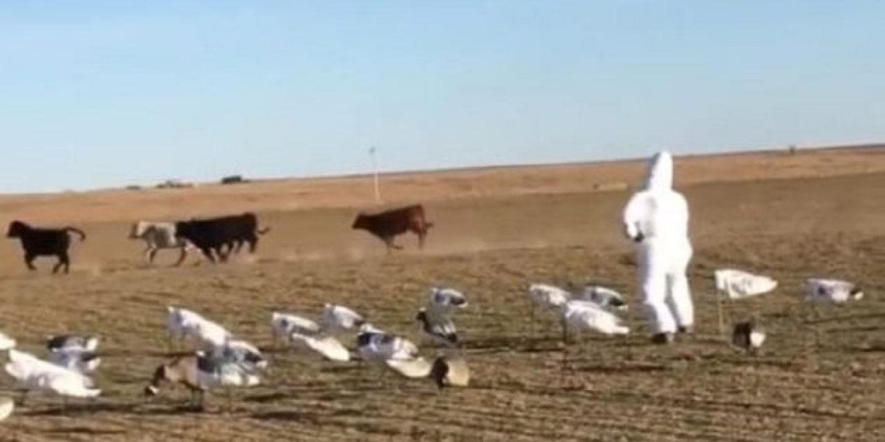 Video: Here’s a Hilarious Way to Scare Livestock from Your Snow Goose Spread
