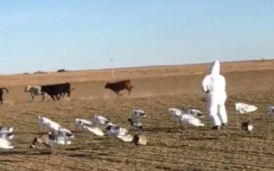 Video: Here’s a Hilarious Way to Scare Livestock from Your Snow Goose Spread