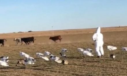 Video: Here’s a Hilarious Way to Scare Livestock from Your Snow Goose Spread