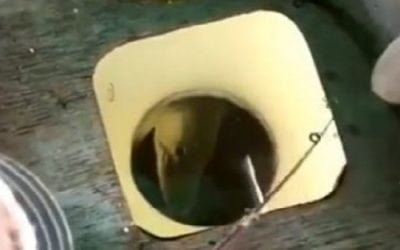 Video: Hooking Up with a 30-Pound Muskie While Perch Fishing