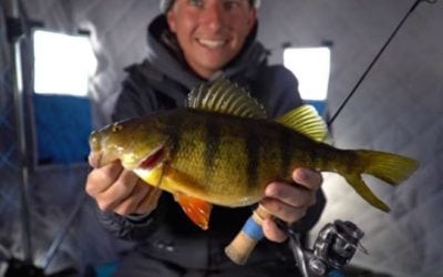 Video: Ice Fishing Produces Monster Yellow Perch for apbassing