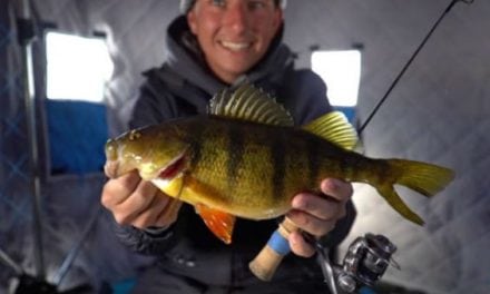 Video: Ice Fishing Produces Monster Yellow Perch for apbassing