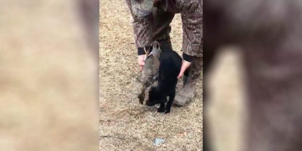 Video: Sweet P Takes Care of a Retrieve That’s as Big as She Is