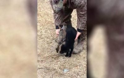 Video: Sweet P Takes Care of a Retrieve That’s as Big as She Is