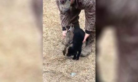 Video: Sweet P Takes Care of a Retrieve That’s as Big as She Is