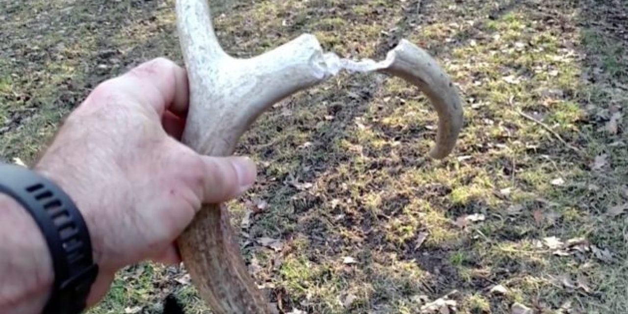 Video: This is a Shed Hunter’s Worst Nightmare